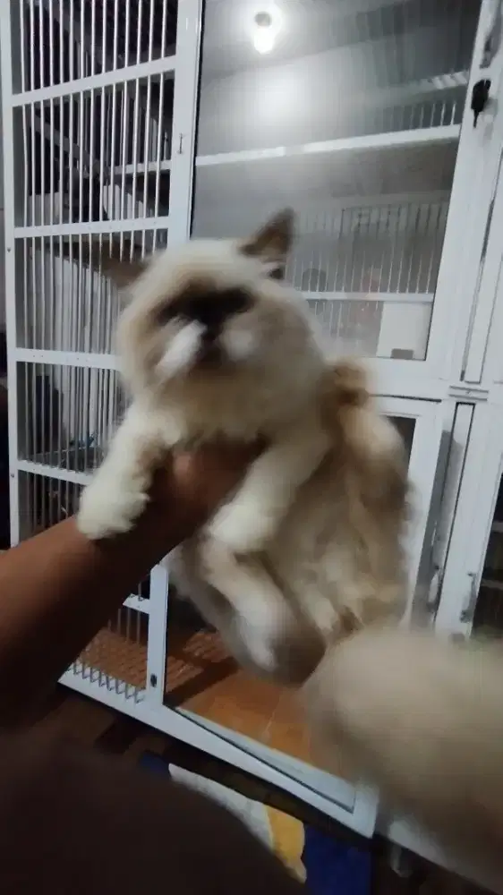 Kucing Anabul Ragdoll Open Adopt Bermahar