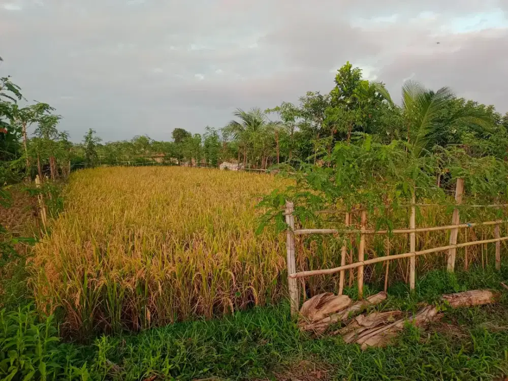 Dijual Cepat Tanah Sawah 2,4 Are