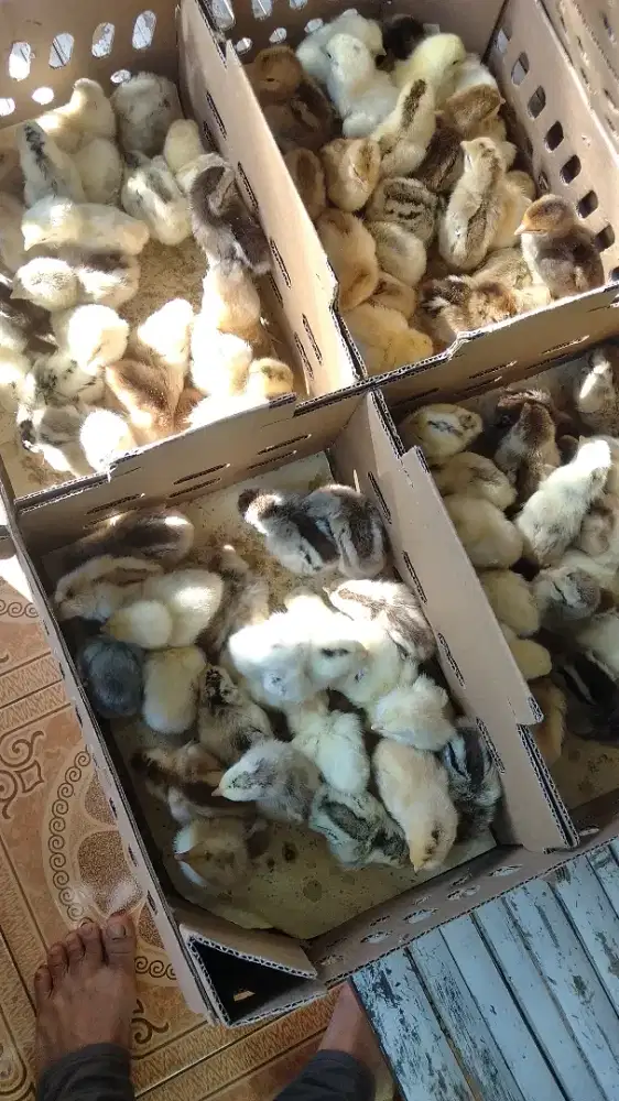 doc kub-2 janaka/naraya