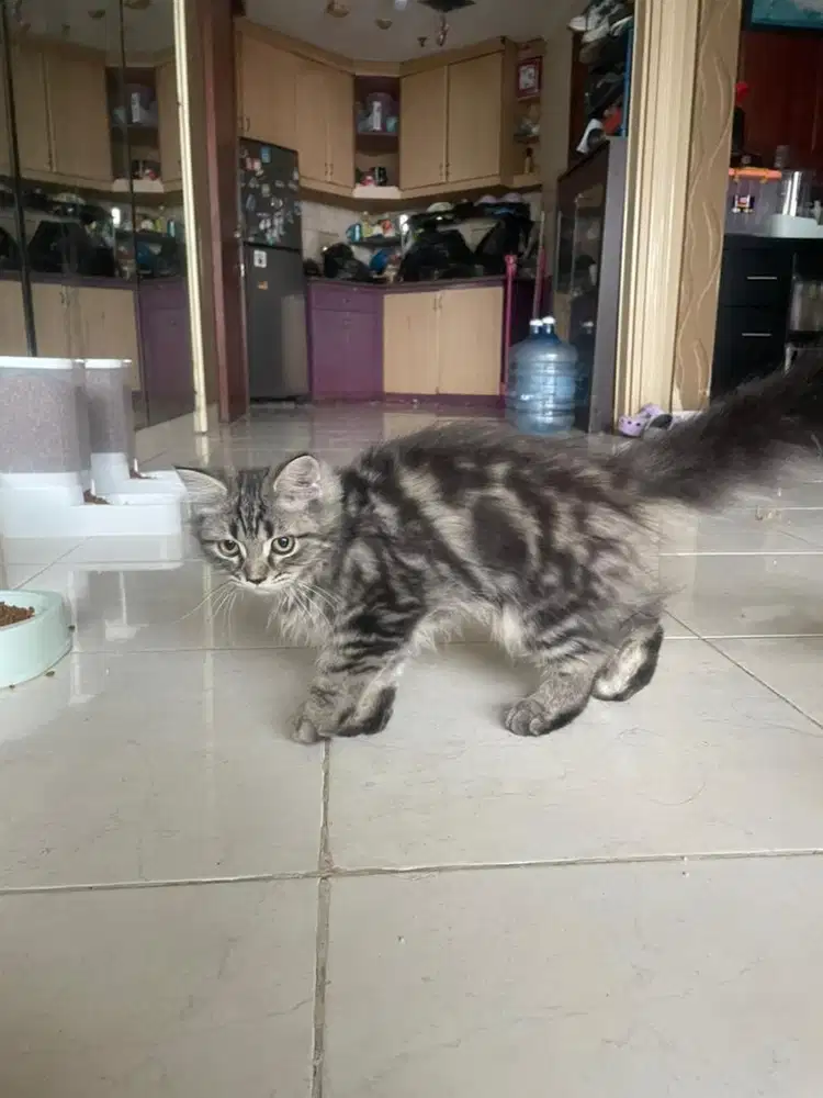 Kucing Persia Medium Big bone