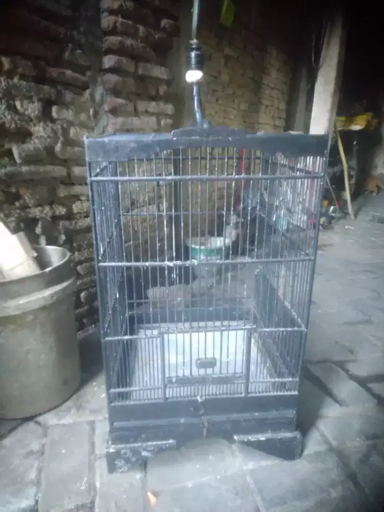 Sangkar bekas anis merah