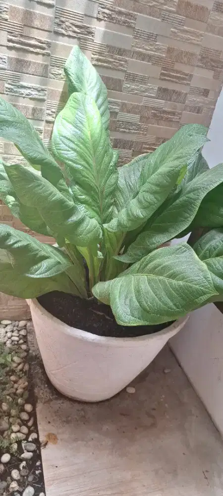 Dijual beserta pot nya