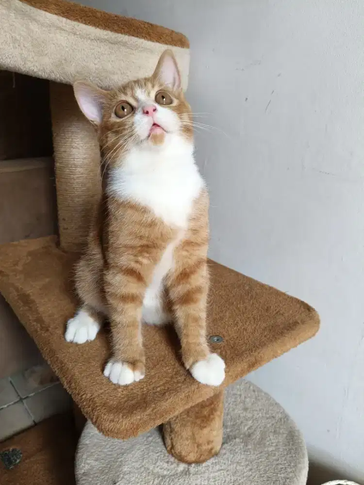 Kucing BSH / British short hair betina NS