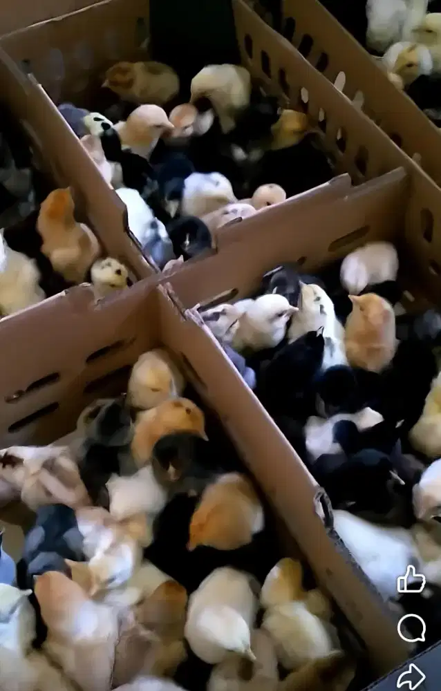 Bibit DOC AYAM Kampung KUB2Tersertifikasi Balitnak Kementan