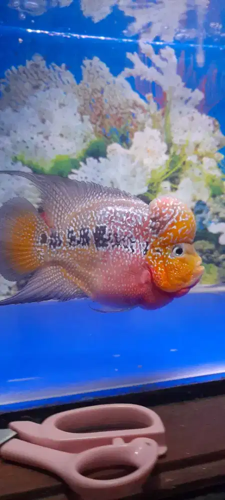 Louhan kamfa maput NEGO MONGGO