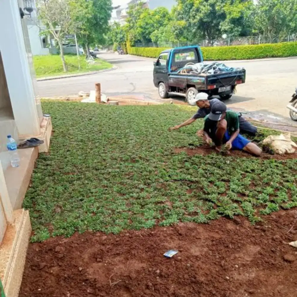 Jual rumput taman plus pasang