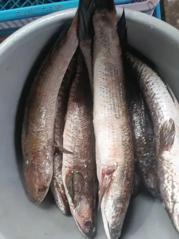 Albumin Tinggi dari Ikan Gabus – Bantu Luka Pasca Operasi Cepat Kering
