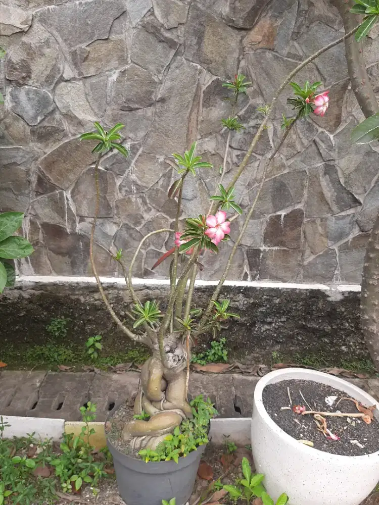 Bunga Kamboja jepang