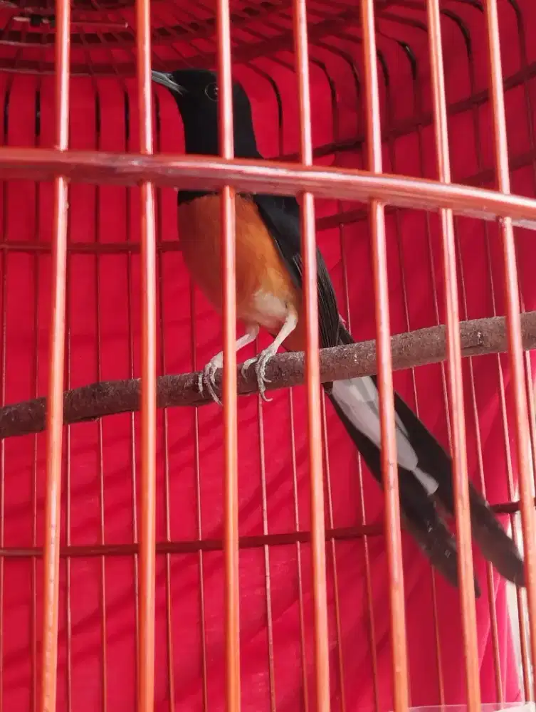 Murai batu ori hutan aceh tangsee