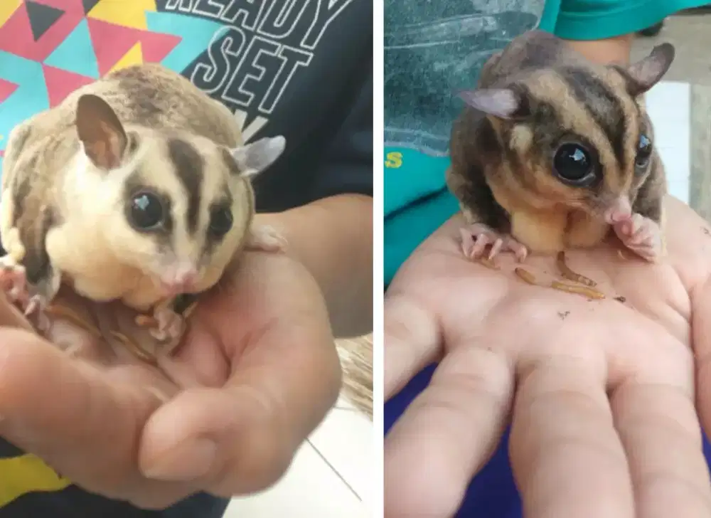 Sugar glider sepasang betina Dan jantan