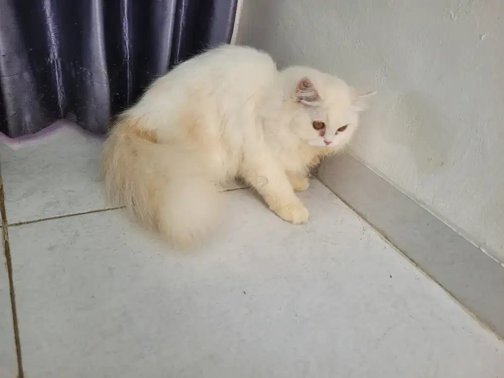 Persia kitten longhair