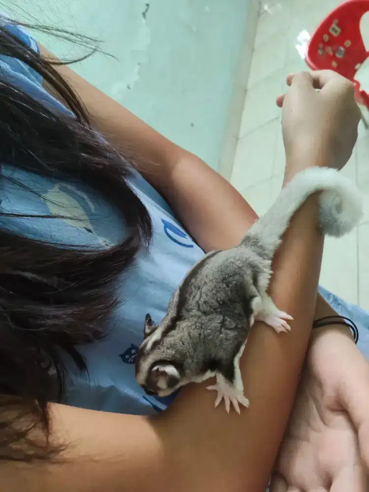 Sugar Glider Joey