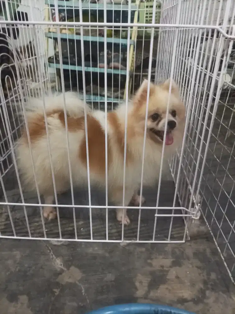 Minipom betina indukan