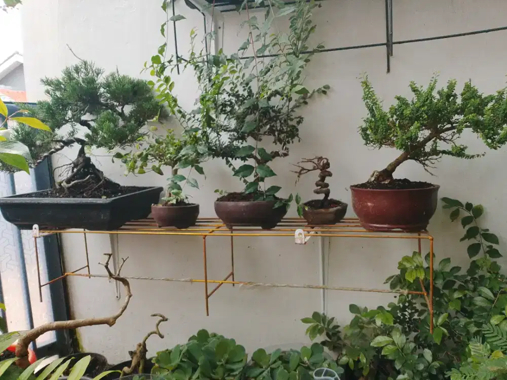 Dijual cepat bonsai kesayangan joss , total 10 pohon.