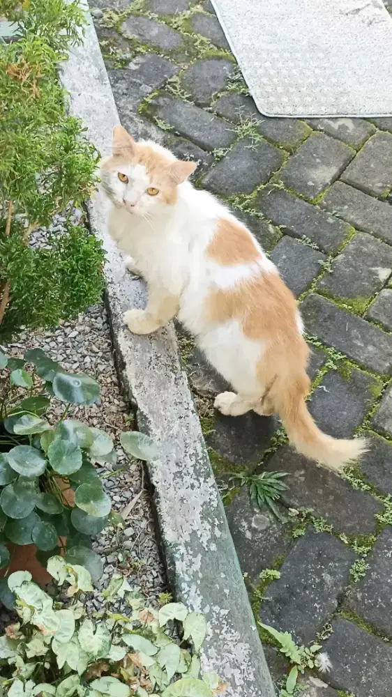 Lepas adopsi kucing peranakan persia
