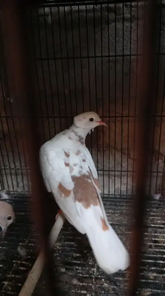 Sepasang Puter Jantan Blorok jambul + Betina Pelung