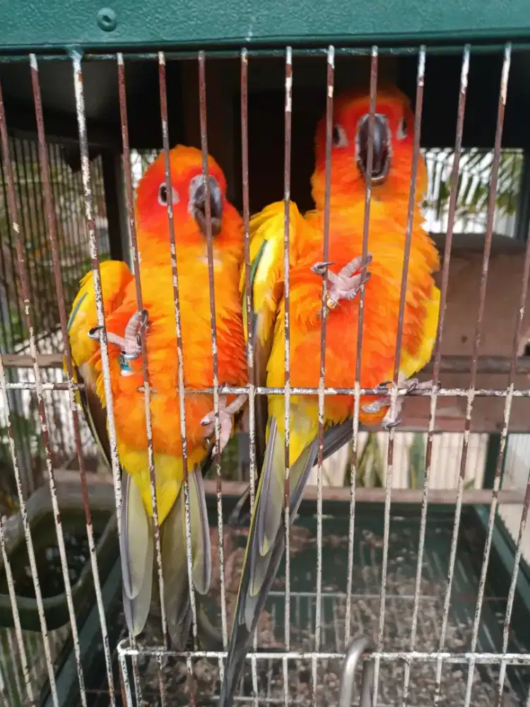 Burung sankunur satu pasang