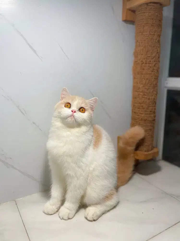 BRITISH SHORTHAIR BICOLOR CREAM