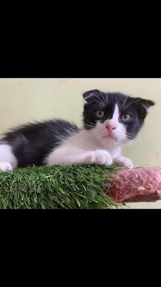 Kitten scottish fold jantan