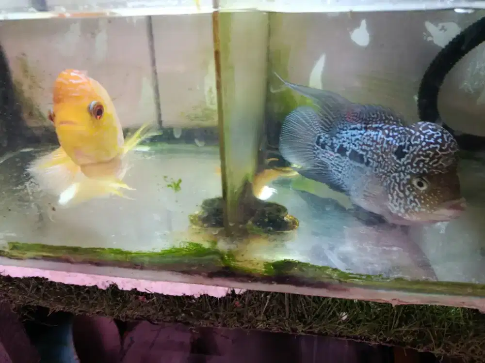 Sepasang Louhan Kamfa F2 dan Golden Base