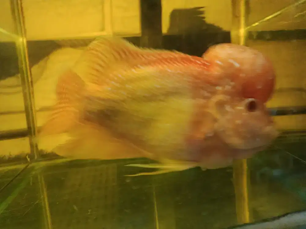 Louhan Golden Base Male