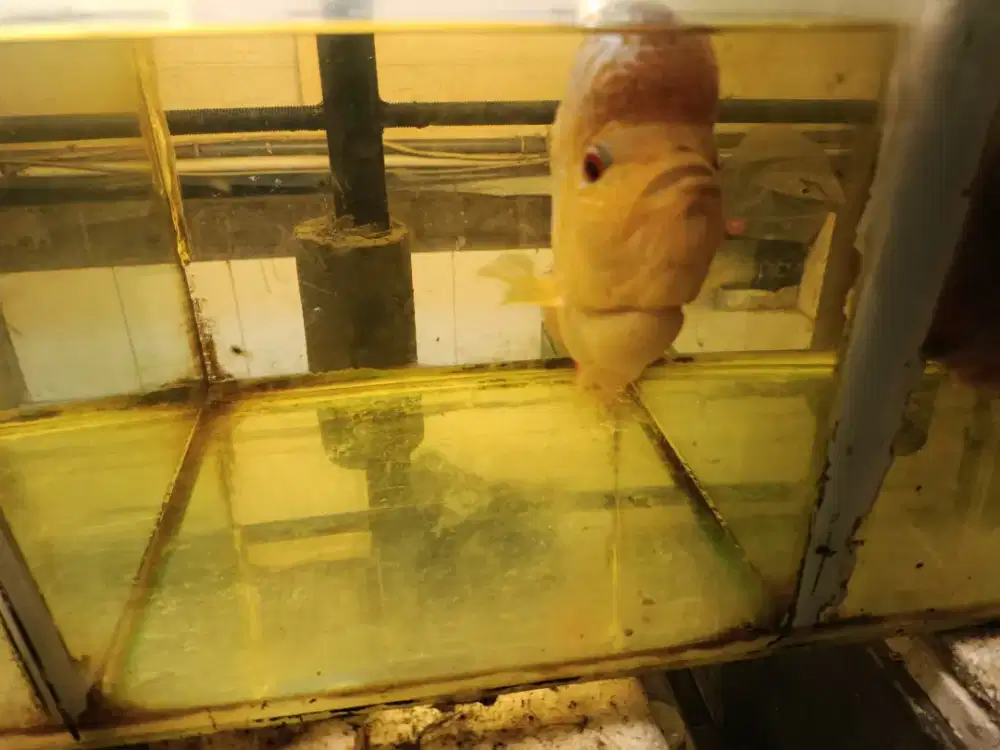 Ikan Louhan Golden Base