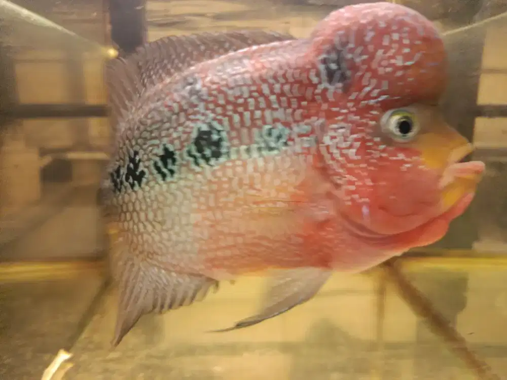 Louhan SRD mata putih