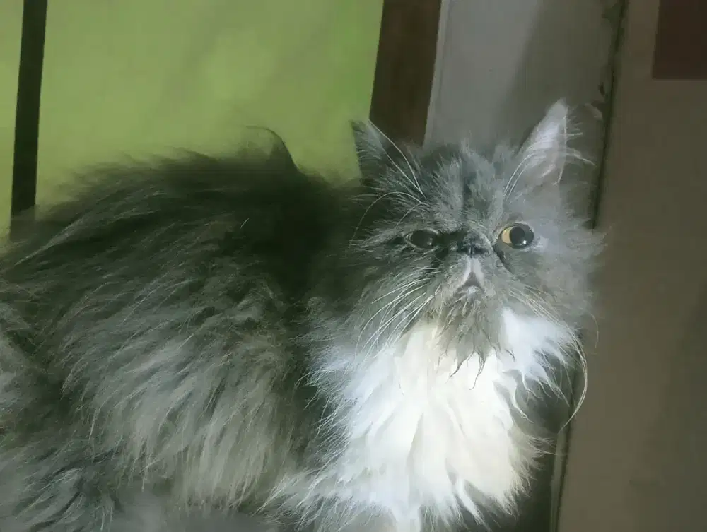 kucing betina peaknose