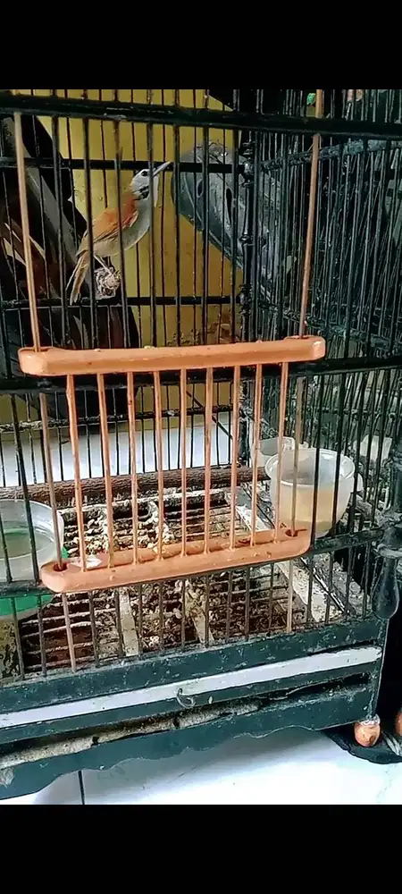 Burung masteran burcil manteb jozz