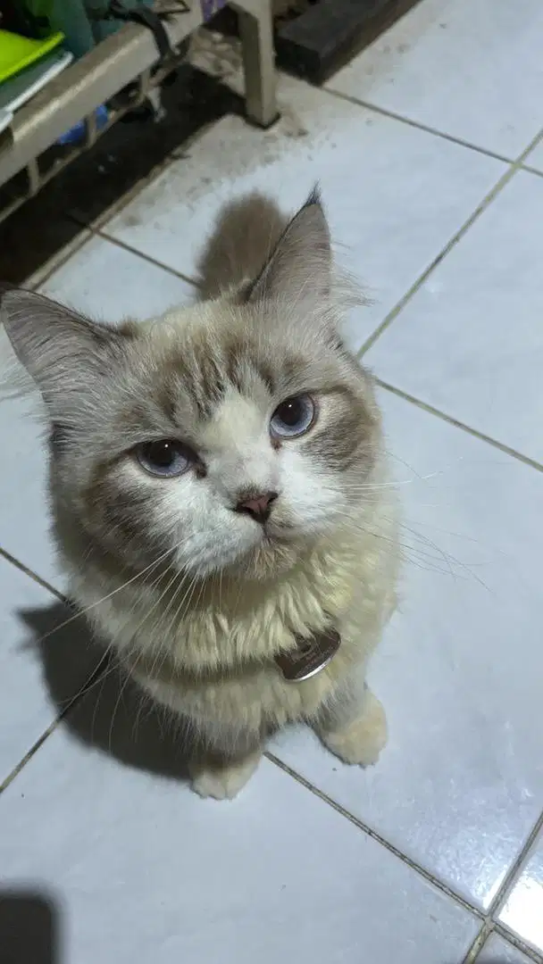Dicari Kucing Hilang