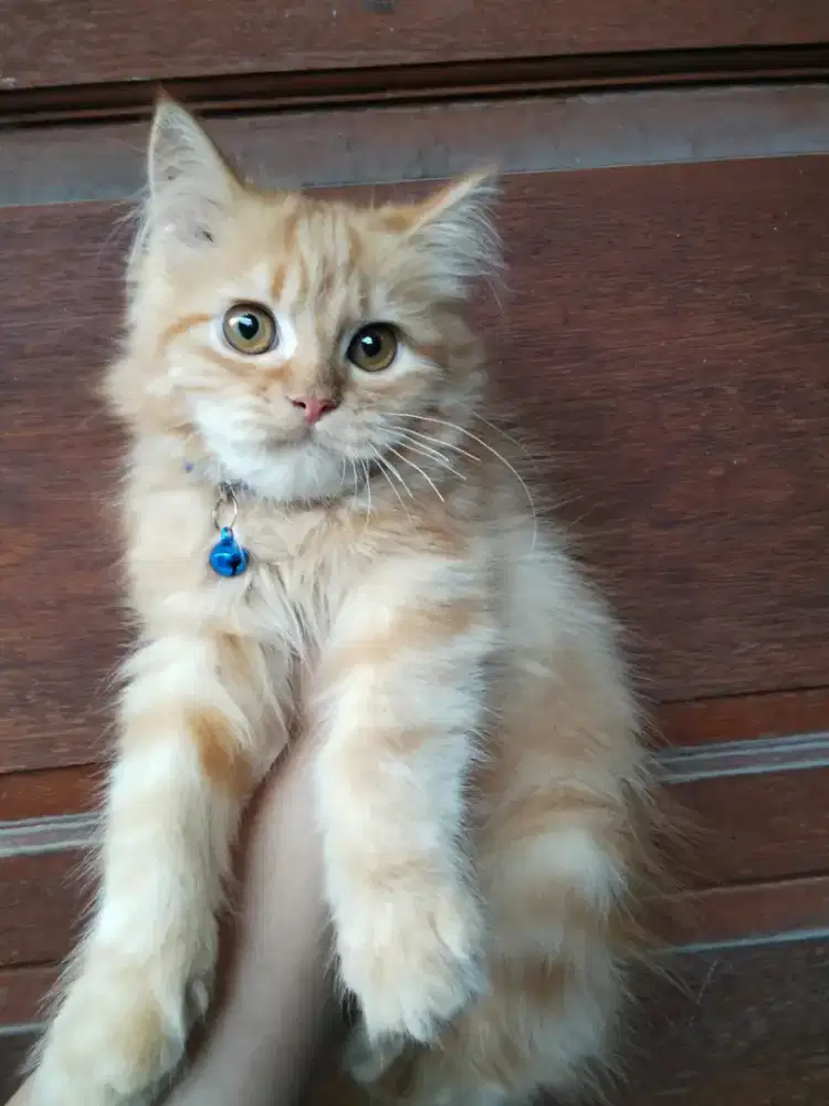 Kitten Persia flatnose bigbone