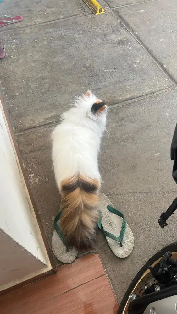 Kucing Persia Peaknose Pesek Tricolor  (3 warna) Betina Bandung