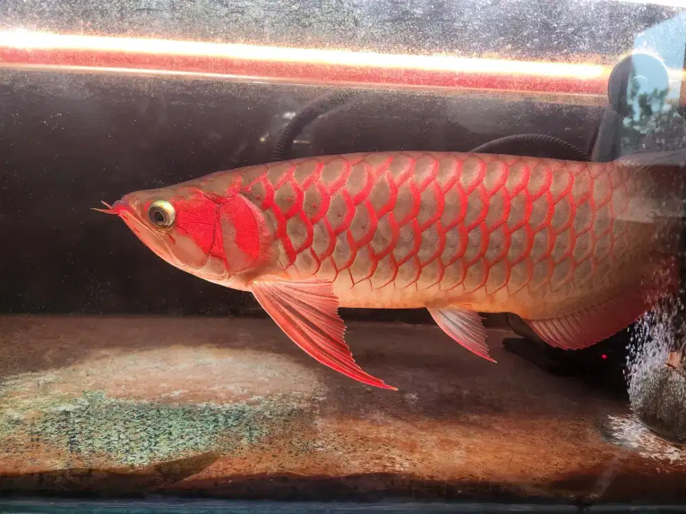 Arwana super red 52 cm spauk siap pajang atau bahan kontes realpict