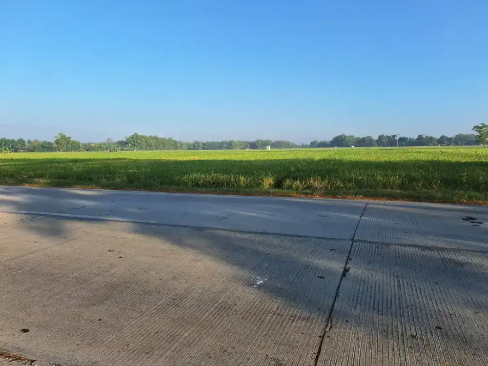 TANAH SAWAH STRATEGIS FULL PADI PRODUKTIF