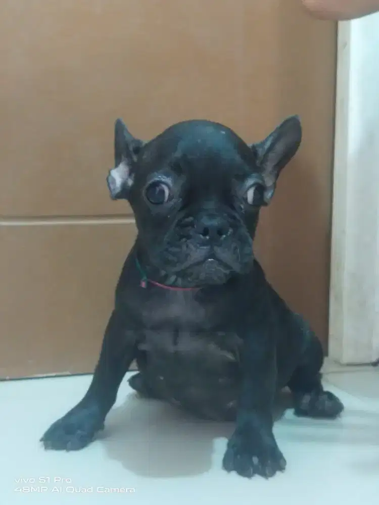 French Bulldog puppies