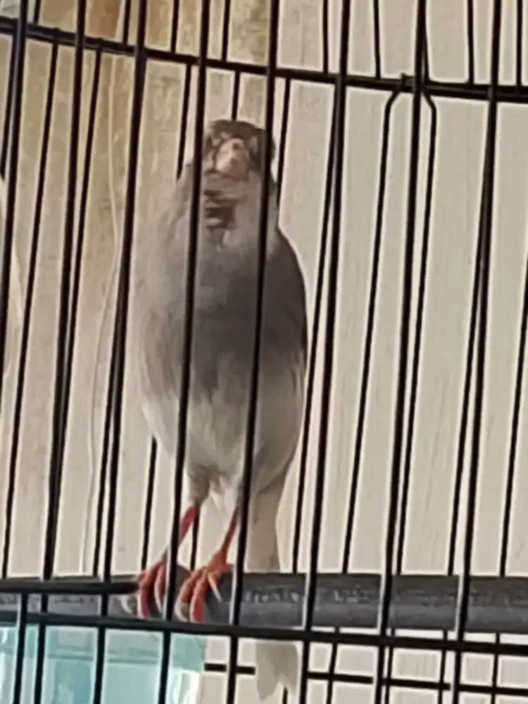 Kenari panda gacor dor