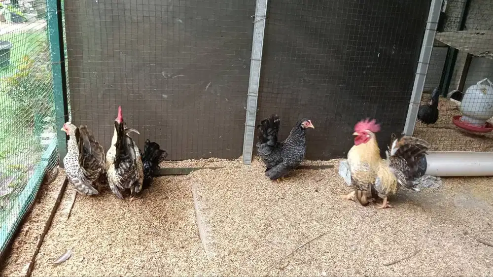 Ayam Kate Ceper Motif Jali