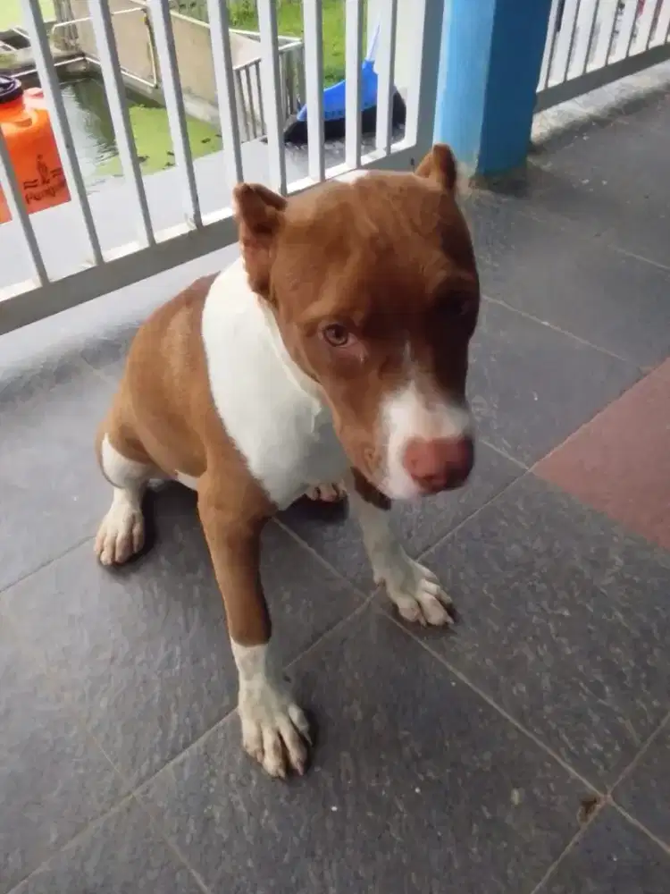 Pitbull Cantik Warna Ciamik