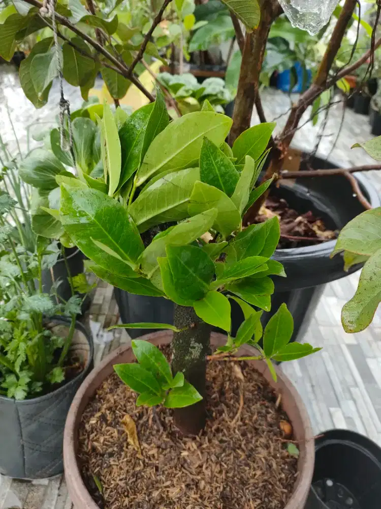 Jambu air  segala jenis