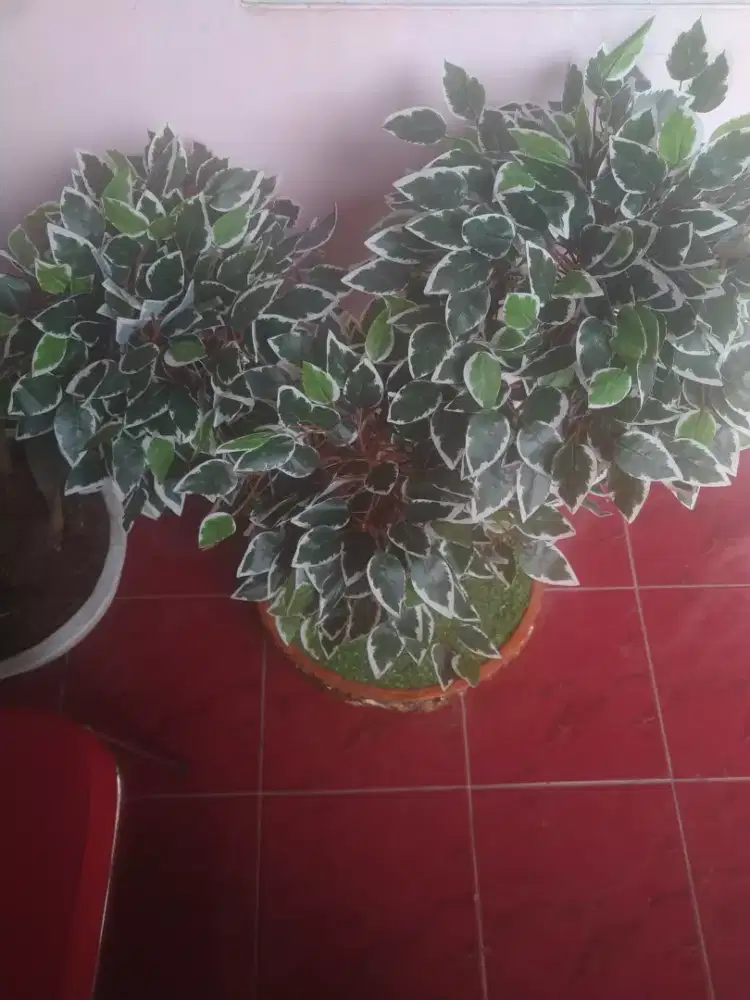 Bonsai beringin sintetis