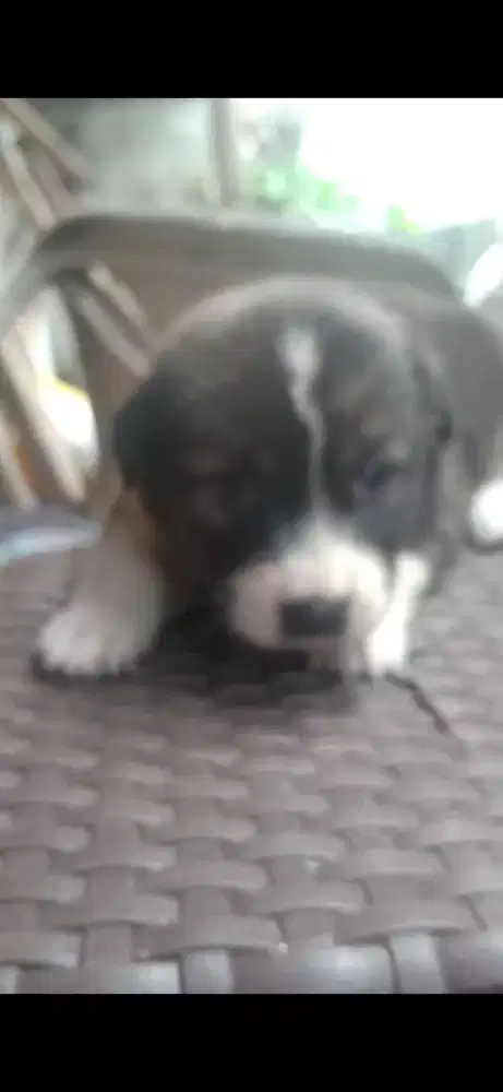 Anak anjing keturunan golden