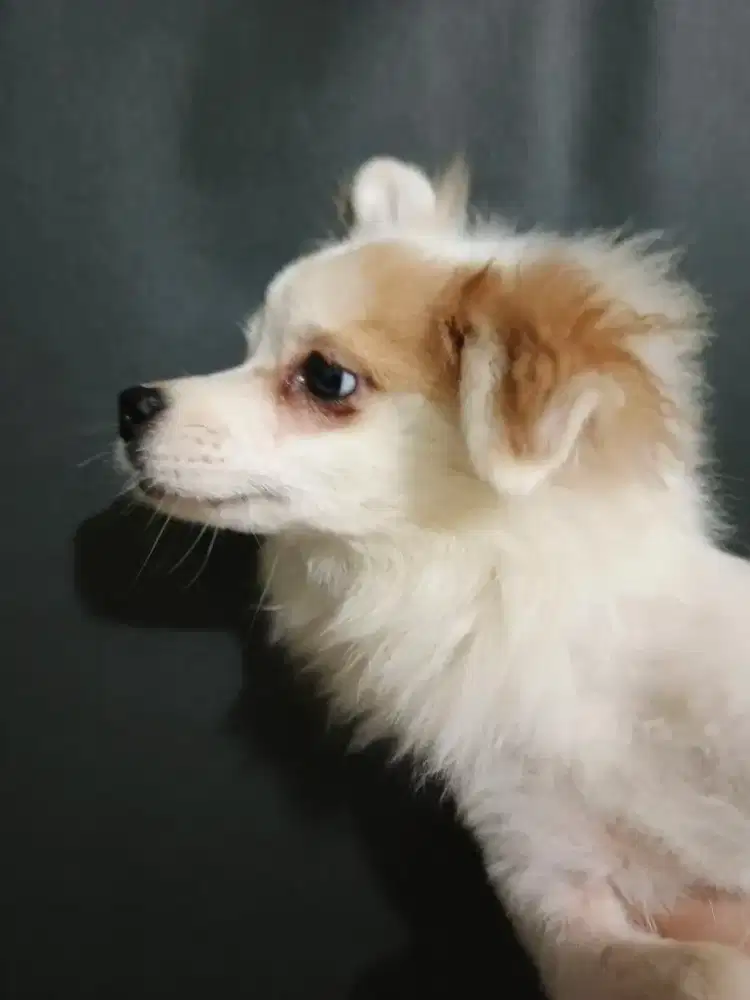 Puppy pomerian anakan