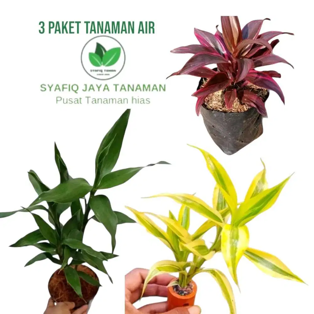 3 paket tanaman hias air