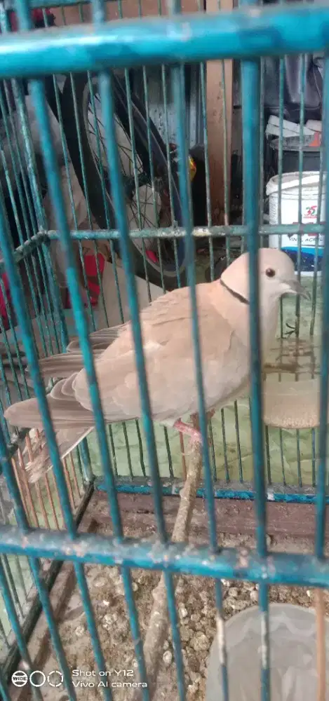 jual burung puter jantan bunyi gk ada minus burung mulus