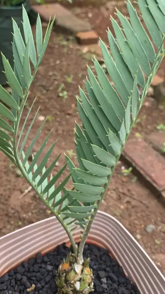Encephalartos Dyerianus Langka Istimewa