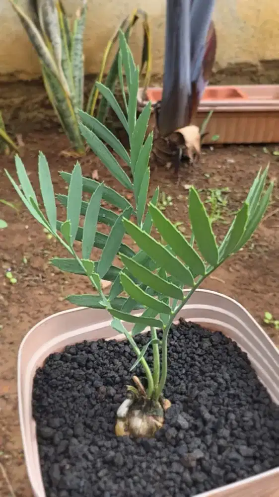 Encephalartos Dyerianus LANGKA di Bekasi