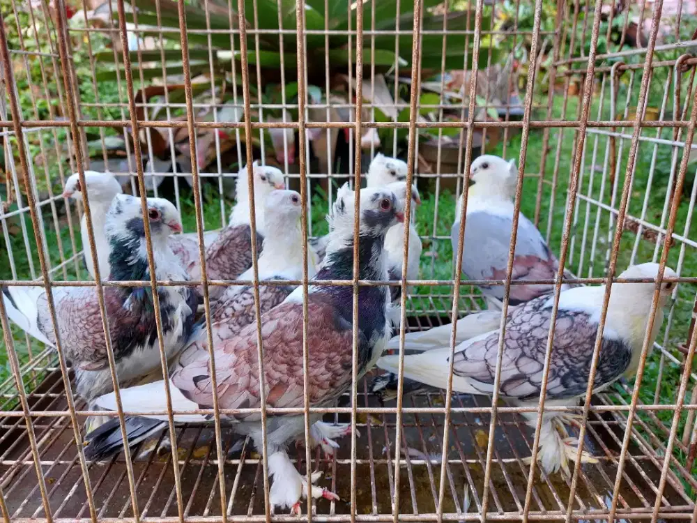 Burung merpati hias santinet