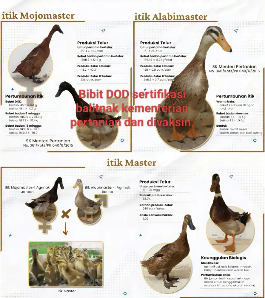 DOD ITIK MOJOMASTER/ALABIMASTER/MASTER JANTAN BETINA