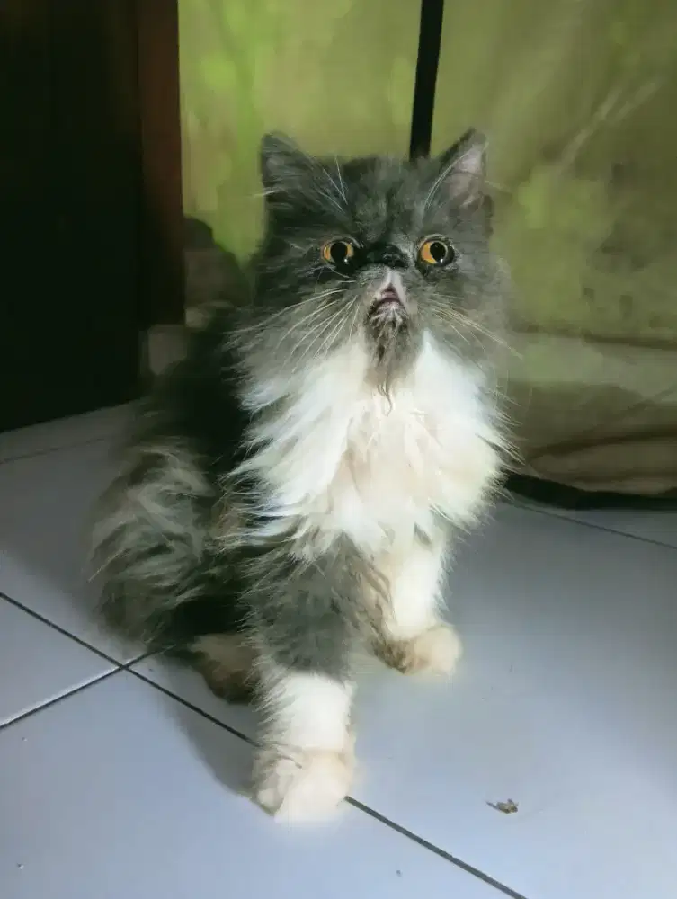 kucing peaknose