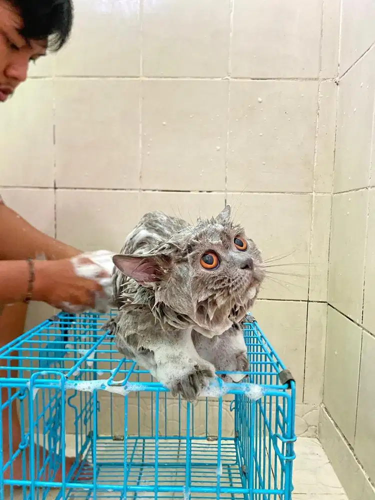 Grooming kucing / salon kucing jogja